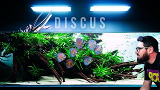 Wonderful Planted Aquarium With Discus Fish And Lots Of Green
