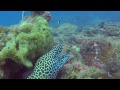 Azura Benguerra July 2014 2 Mile Reef