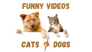 funny videos - cats and dogs