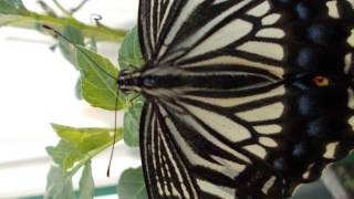 アゲハ蝶　Ｓｗａｌｌｏｗｔａｉｌ　 コメチャンネル　Butterfly