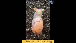 Zombie snail | Zombie snail parasite 🐌😱 #viral #facts #shorts #snail #zombie  @Ms.UncountableFacts