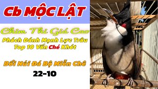 Cb MỘC LẬT 22.10 - Chim Thi Nết Lật Như Gió Ché Xoè | Có Cả Chim Bổi Đẹp @Vobanchimchaomao