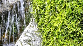 【自然音】水雫 / 1 Hour Nature Sounds - Water Drops