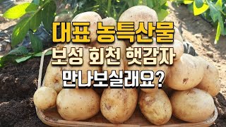 보성 회천의 영양만점 포슬포슬한 햇감자를 소개합니다