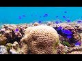 Snorkeling in Ishigaki | Okinawa, Japan!