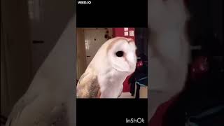#owl #funny #voiceover