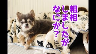 【チワワ】粗相しました。【犬】