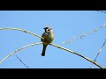 eurasian tree sparrow feldsperling passer montanus