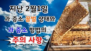 20년2월26일.2월1일날 과증소했던 꿀벌 오늘의 상태와 상세한 과증소방법.