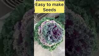 Ornamental kale#seeds from kale#a life of kale plant#Seed from ornamental kale#youtubeshorts#Shorts