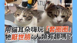 貓耳朵被當「套圈圈」玩！牠無奈配合：有趣嗎😑｜寵物動物｜虎斑貓｜精選影片