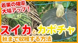 Tips for growing and harvesting watermelons and pumpkins taught by Japanese farmers until autumn.