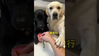 狗狗要是會説話已經要駡人了 #宠物 #狗狗