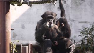 東山動物園の可愛いチンパンジー親子