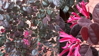 Loropetalum plant care in malayalam/ലോറോപെറ്റാലിയം