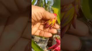 এই ফুল টাও নষ্ট হয়ে গেল #gardening #dragonflower #shorts