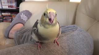 Angry Cockatiel Screaming