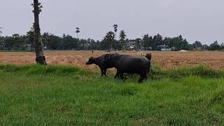 వినవే బర్రి పిల్ల  🐃మా బర్రి పిల్ల  వినవే