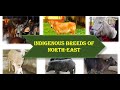 Indigenous Breeds of North East India