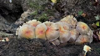 Hypholoma fasciculare (Ложноопёнок серно-жёлтый), September 20, 2020