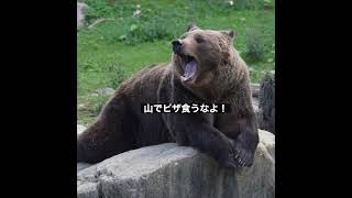 ヒグマからのお願い　#shorts #熊