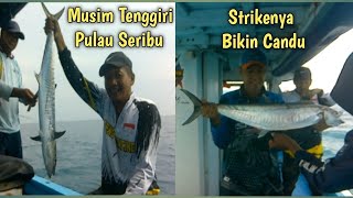 Mancing Tenggiri Pulau Seribu‼️Strikenya Bikin Candu‼️