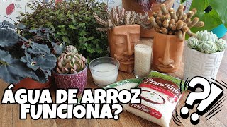 ÁGUA DE ARROZ nas PLANTAS | É ciência ou falácia?