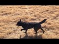 芝生を駆ける甲斐犬