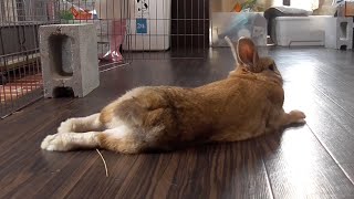 リラックスするうさぎ / A rabbit is relaxed  (vol.219)