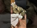 雑な歯磨きにブチ切れる猫 shorts