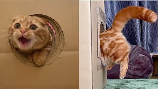 【挑戦】○cmの穴を通り抜ける子猫が可愛すぎる‼︎ Cats vs Hole