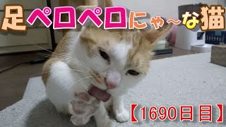 【1690日目】足ペロペロにゃ～な猫【かわいい・面白い】～The growth record of my cute cat, Nike day 1690