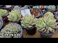 금산 공기좋고 해빛좋은곳에서 달달다져진 다육군생 착한가격3천부터 있어succulents plant 多肉植物