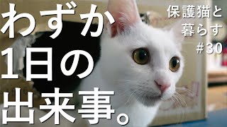 【保護猫ユキ】破壊王な子猫【段ボールハウス】