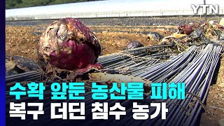 집중호우에 수확 앞둔 농산물 피해...복구 더딘 침수 농가 / YTN