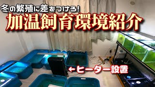 加温して繁殖に差を付けよう！冬の室内飼育の環境紹介！