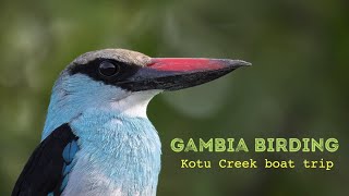 GAMBIA BIRDING TOURS | Bird photography | Kotu Creek boat trip