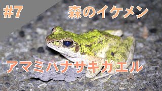 #7 アマミハナサキガエル静止画集　Amami tip-nosed frog