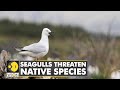 WION Climate Tracker | Seagulls prey on turtle hatchlings & young birds