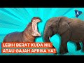 Kuda Nil dan Gajah Afrika, Mana yang Paling Berat?