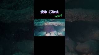 石津浜でダイビング𓇼ヒゲダイに遭遇 2023.9.17