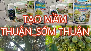 Thuốc tạo mầm sầu riêng Sớm Vụ_Thuận Vụ. Tạo mầm chú ý điều gì?