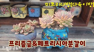 241227 분갈이시기놓쳤던아이들분갈이해요~맘이좀편안해지네요^^