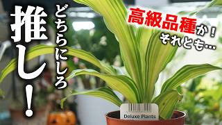 あの話題の店で造花扱いされた観葉植物…、高級品種？それとも普通種？【ドラセナ】