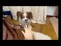 キレるパピヨン🐶めっちゃホラーやん★