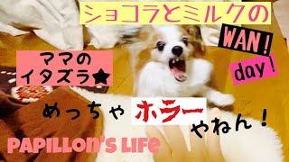 キレるパピヨン🐶めっちゃホラーやん★