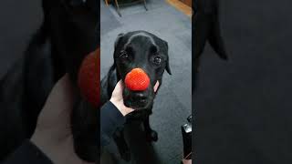 #Shorts    #Blacklab    #Largedog　#大型犬　【ラブラドール】マックスの日常🐾