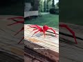 stunning red spider viralvideos youtubeshorts trendingshorts shorts spiderman