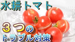 【トマトの水耕栽培】水耕トマトの３つのトラブル対策（裂果、尻腐れ、黄化）