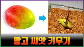 망고씨앗키우기 - 망고씨앗 부터 키우는거 보여드려요 1탄!